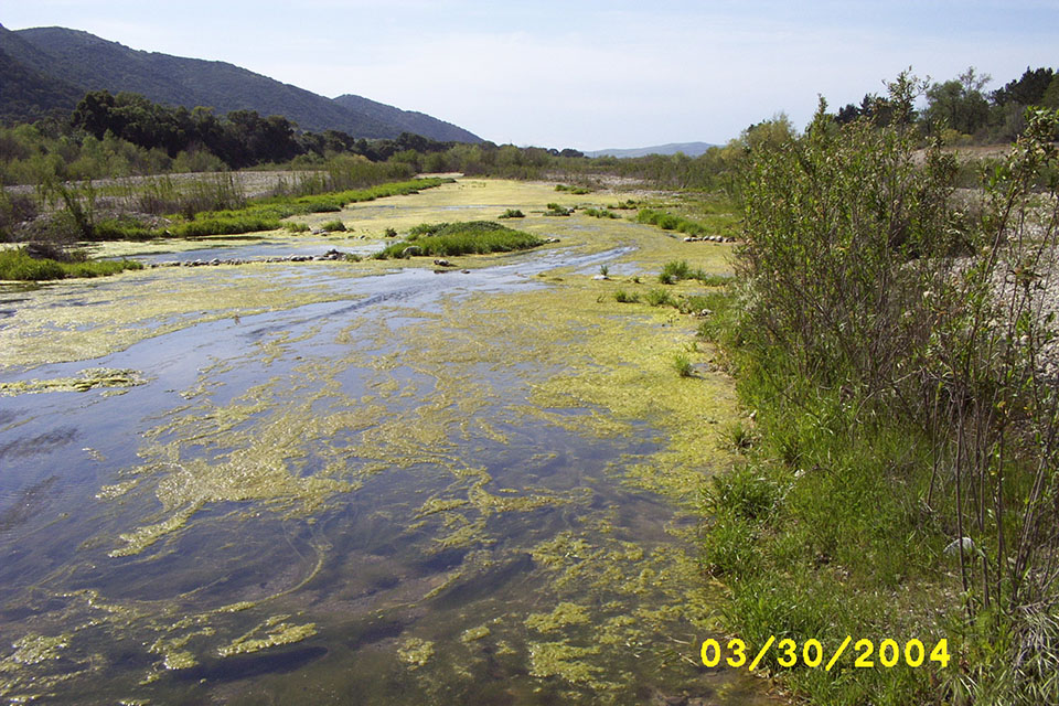 Algae in creek along the central coast