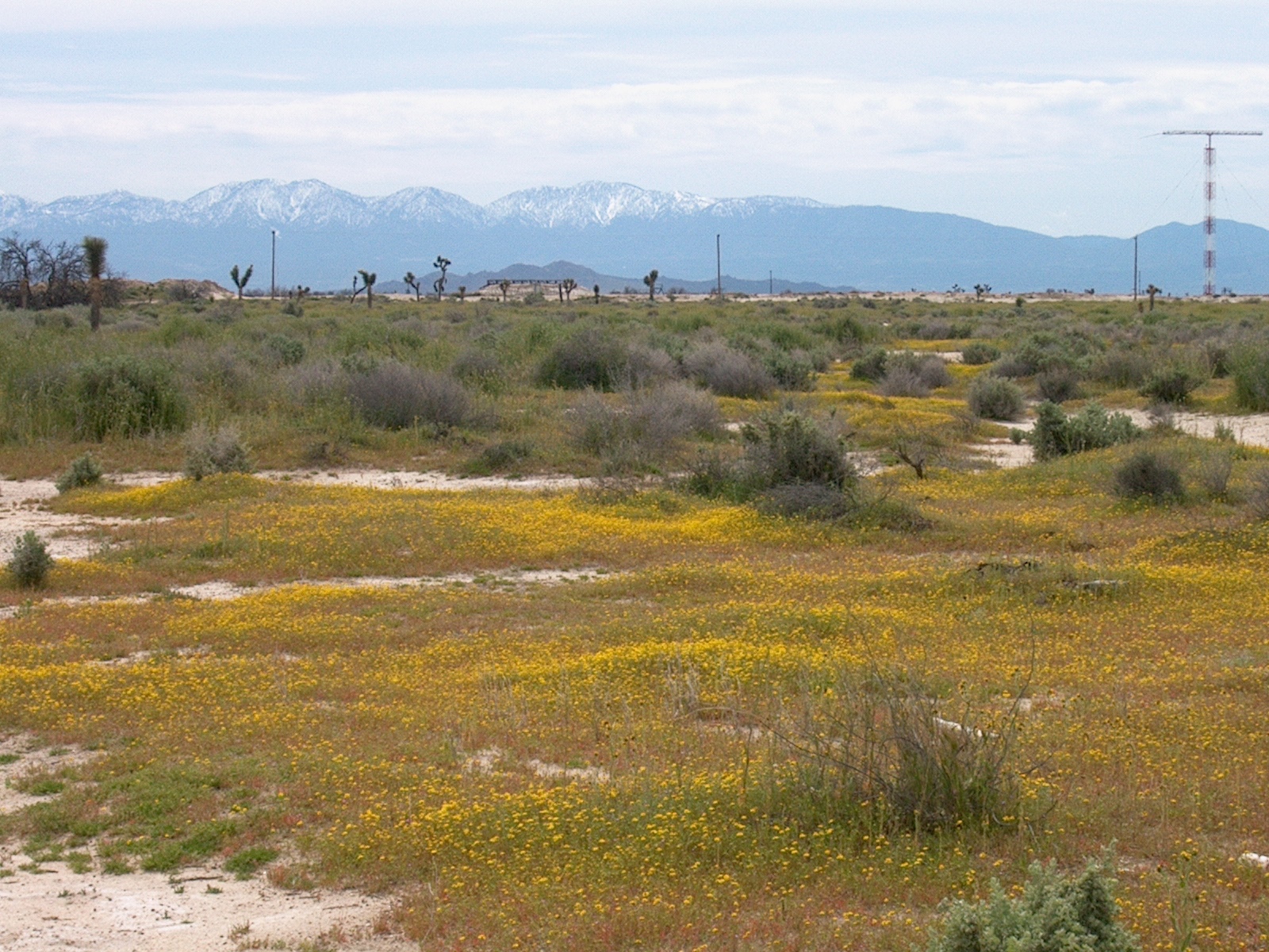 Yellow desert flowers in foreground, joshua trees and snowy mountains in background