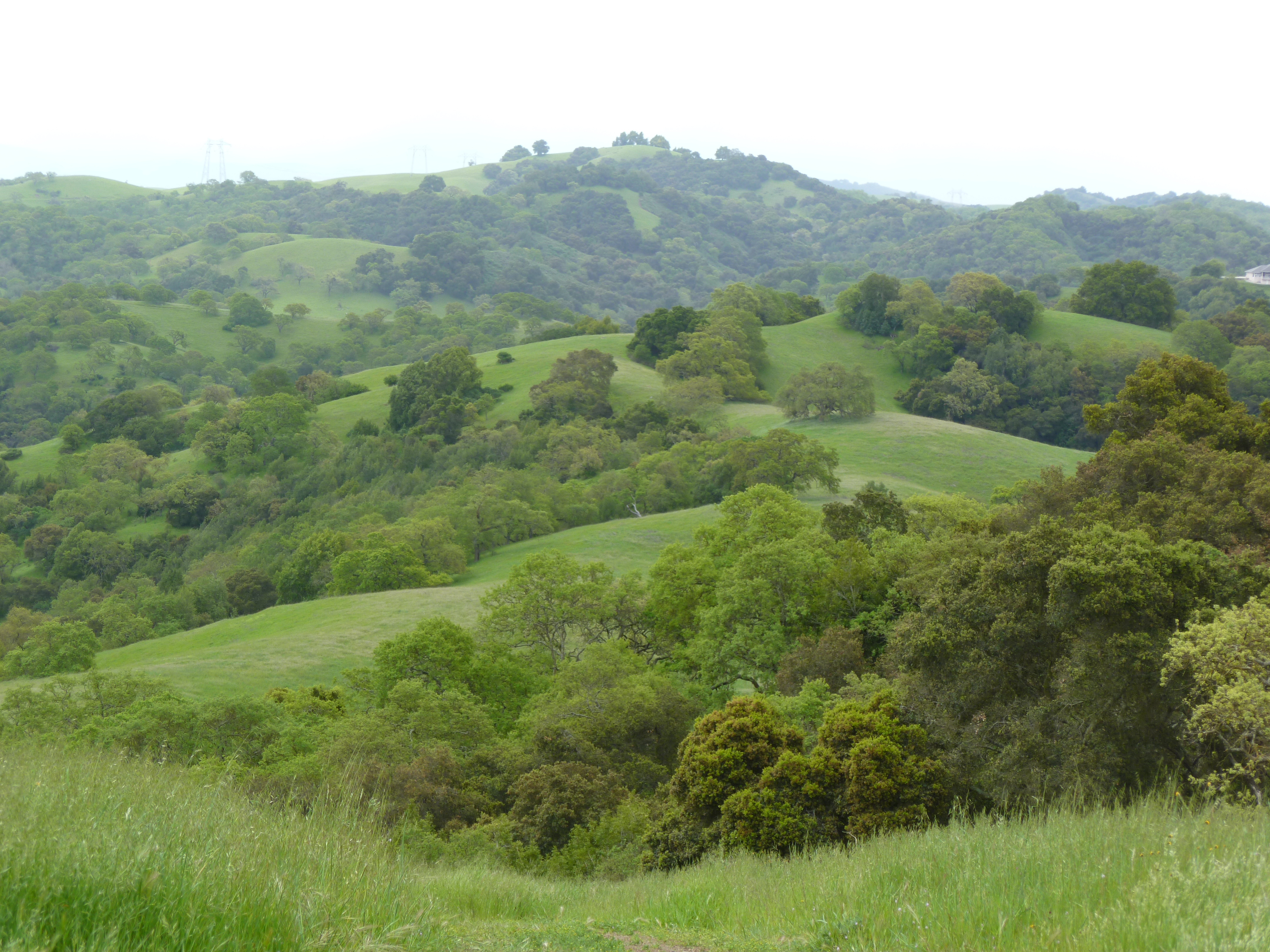 Hills in Calero Park covered in green grass, bushes, and trees on a cloudy day