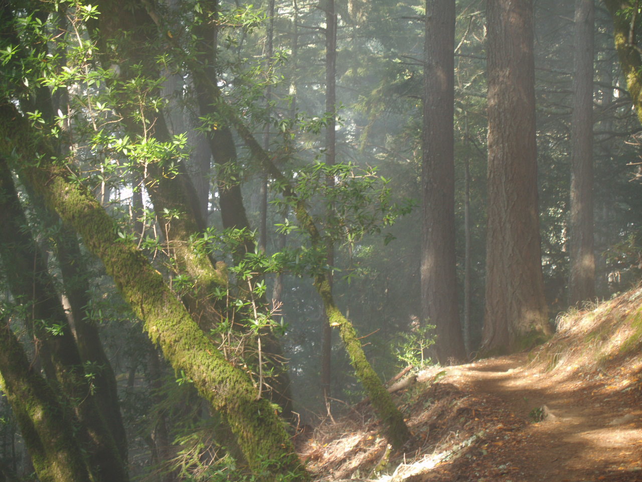 Forest trail in California Coastal Range
