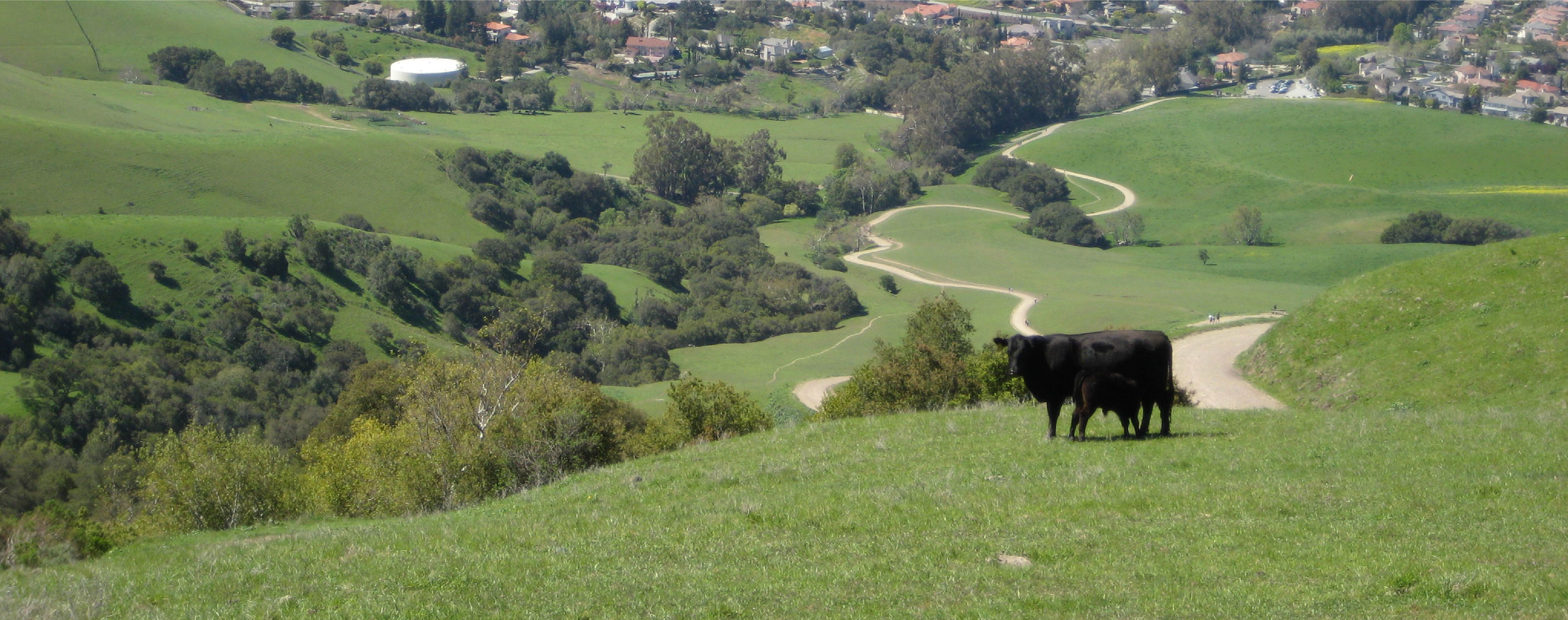 Cows on green grass covering Mission Peak