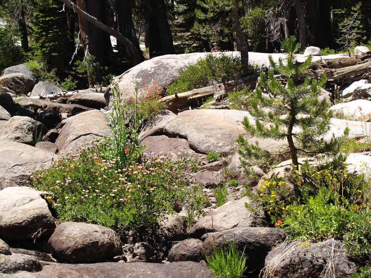 Weathered granite in Sierra forest
