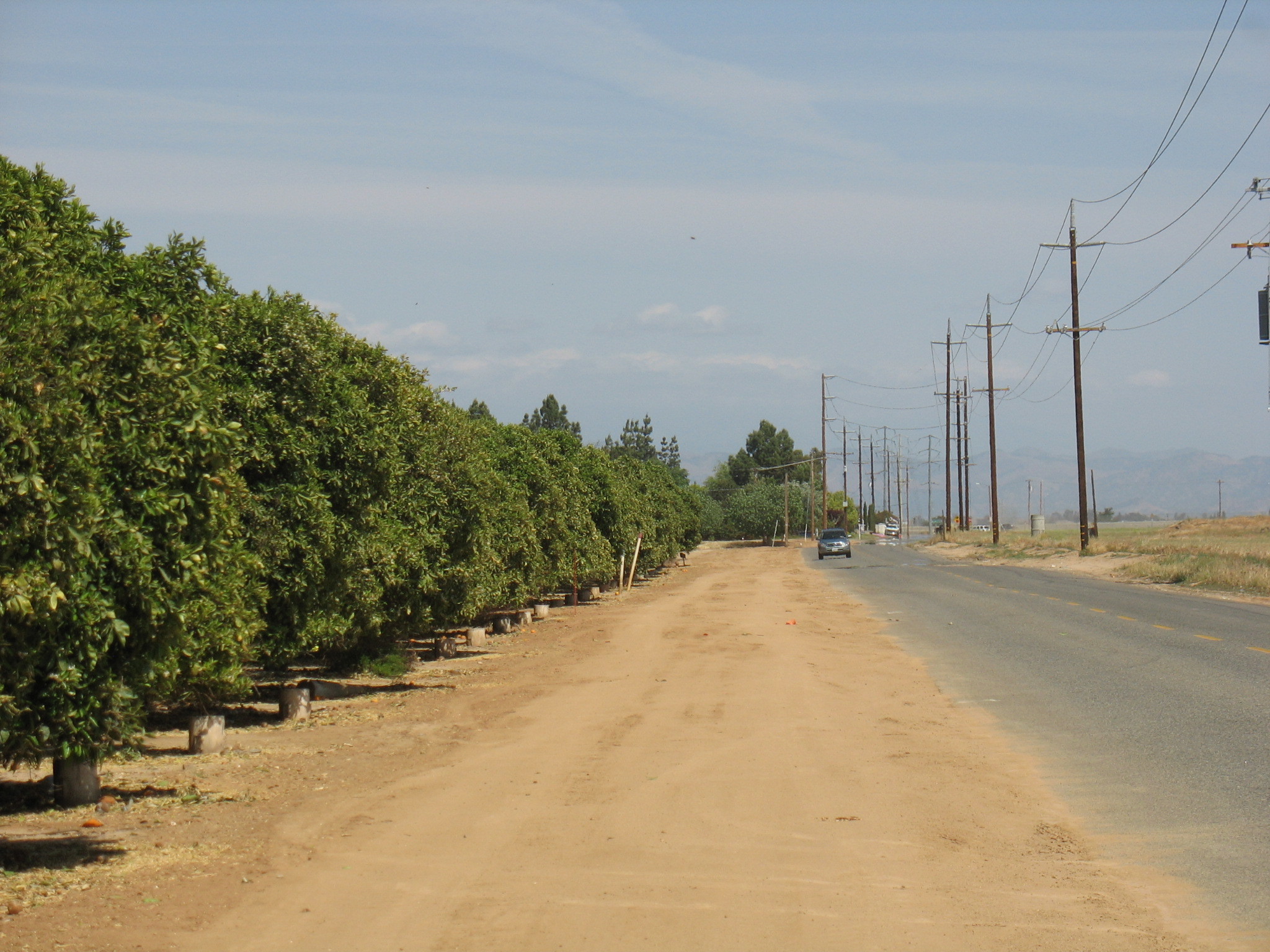 Groves of trees along a rural road near Madera
