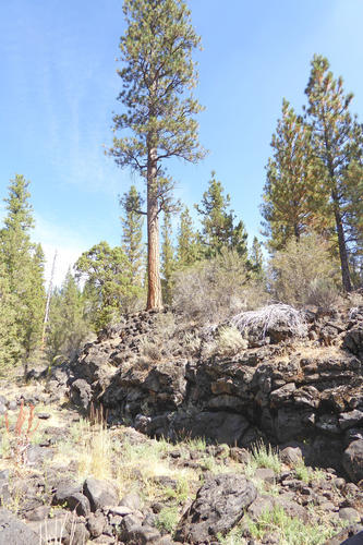 A 3-4 m high outcrop of basalt lava, part of a broader lava flow that erupted about 300,000 years ago following basalt dike intrusions in a rear-arc region of northern California