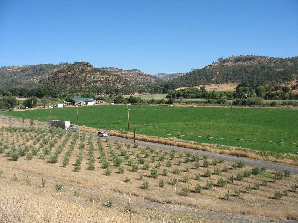 Newly planted orchard and green field in Modoc County
