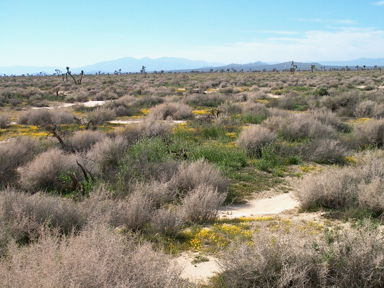 Desert vegetation in Mojave Valley