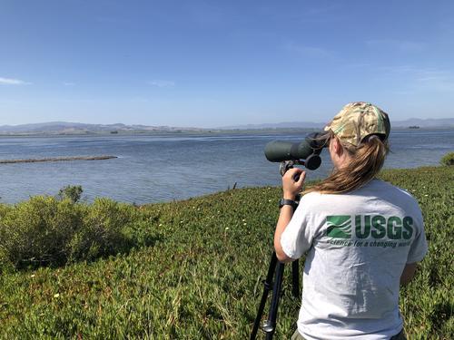 USGS field biologist uses spotting scope to observe birds at Pond 6 in the Napa River Salt Marsh restoration project