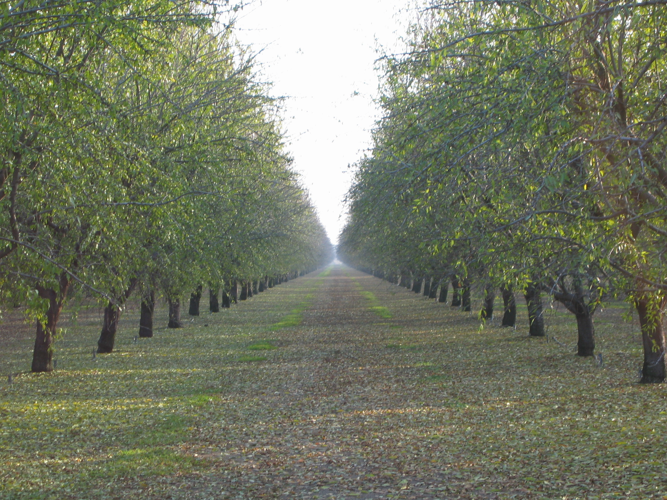 Orchards in California's Central Valley