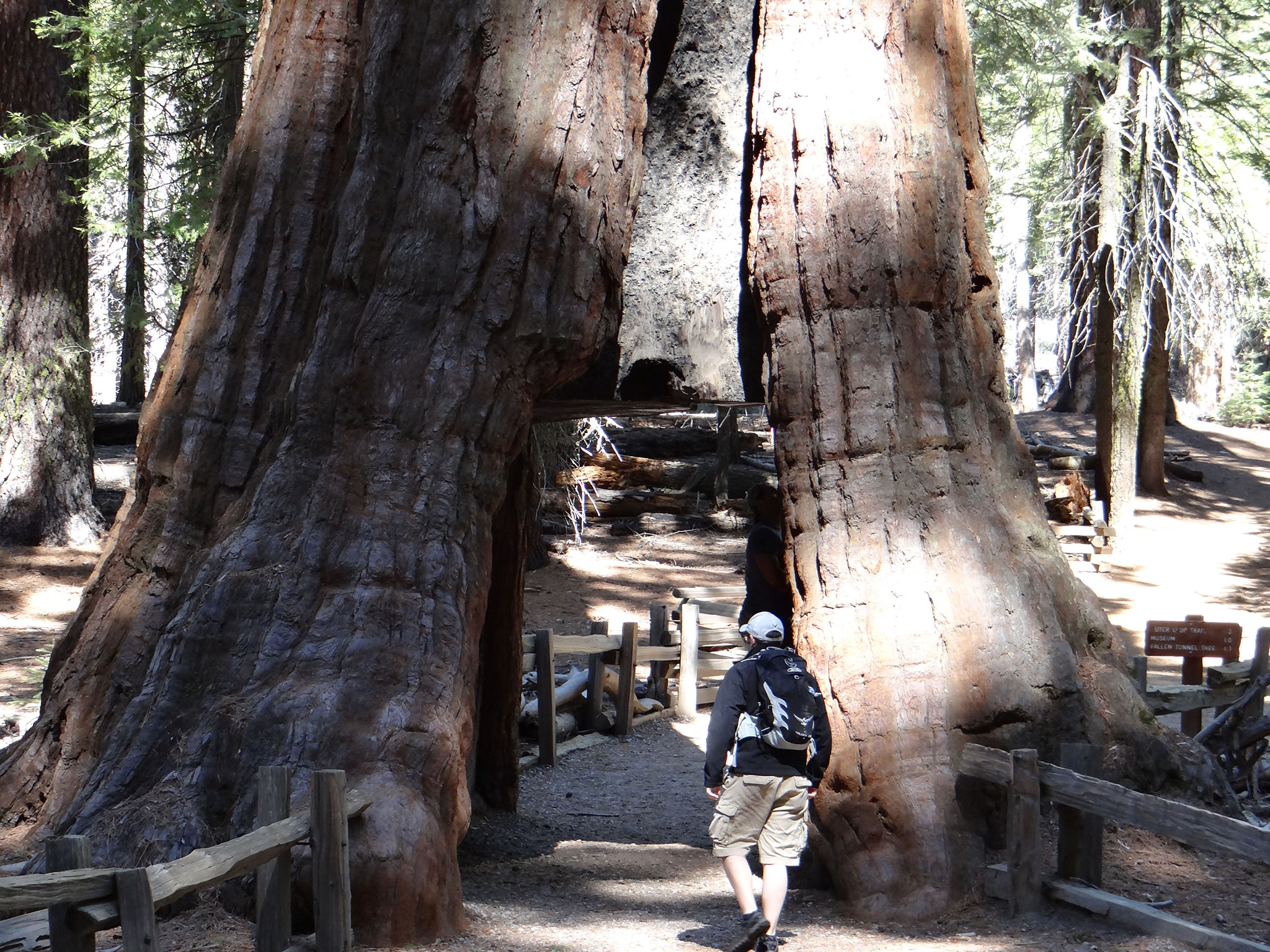 Giant sequoias with tunnel cut through it known as the "Tunnel tree"