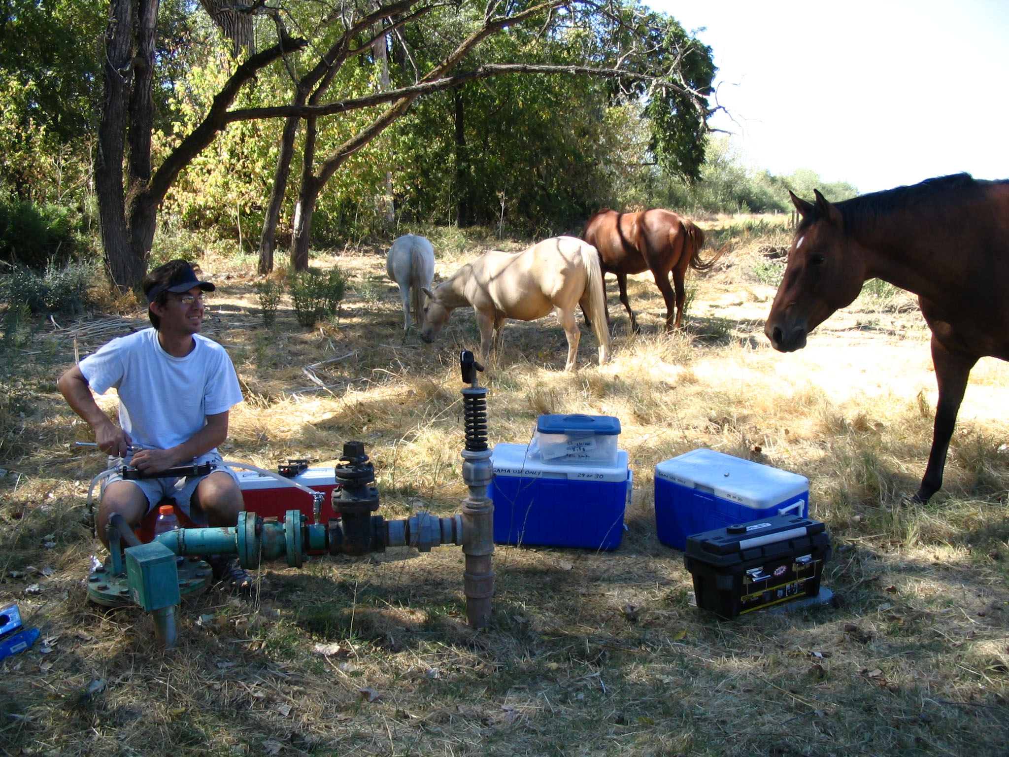 Curious horses visit geographer taking groundwater quality samples in field