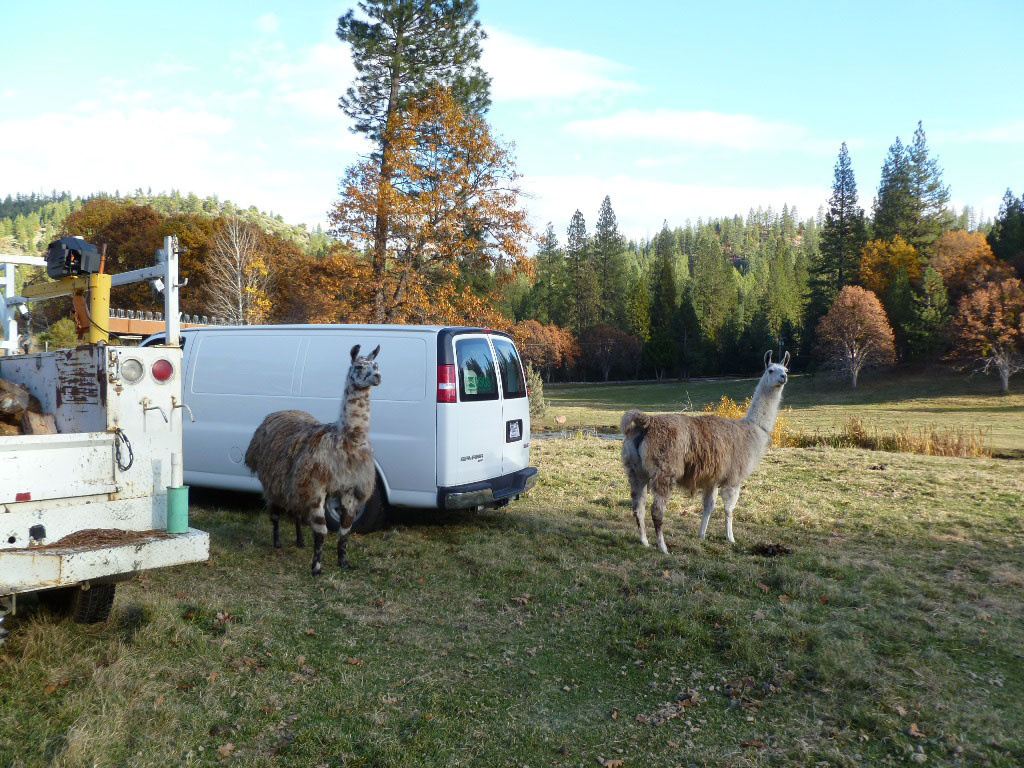 USGS mobile groundwater lab at site with curious llamas observing