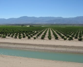 Citrus grove with mountains in background and canal in foreground 