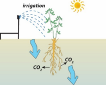  Illustration of an irrigated plant releasing bicarbonate 