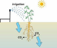 Illustration of an irrigated plant releasing bicarbonate.