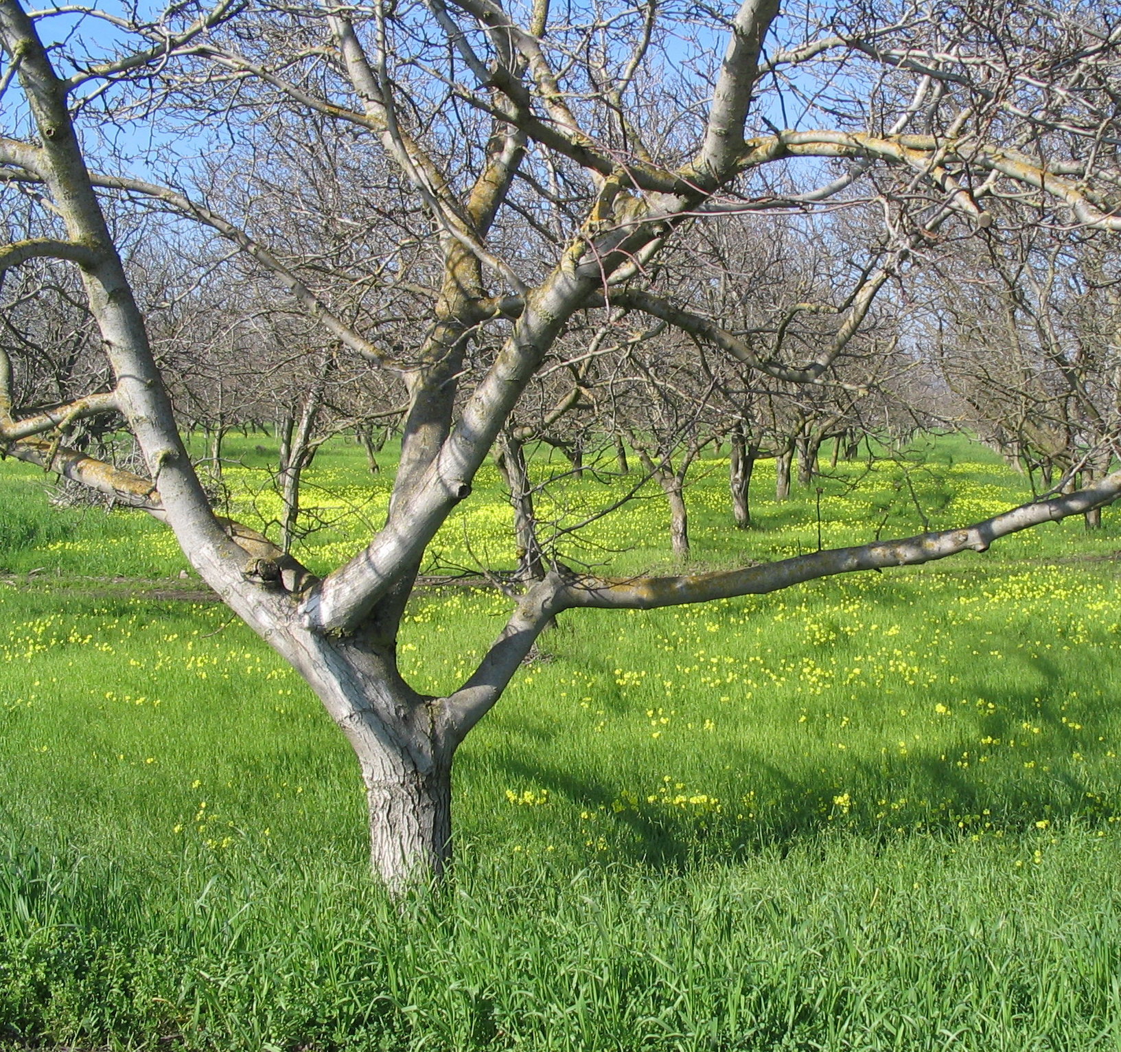 Dormant fruit trees in orchard with mustard groundcover blooming