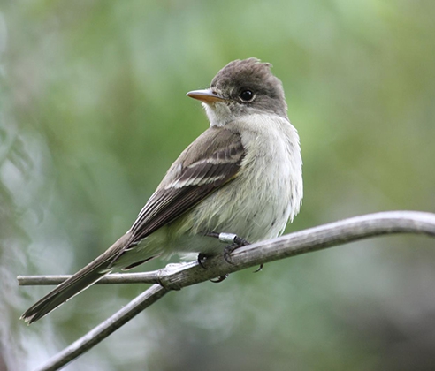 Southwestern willow flycatcher