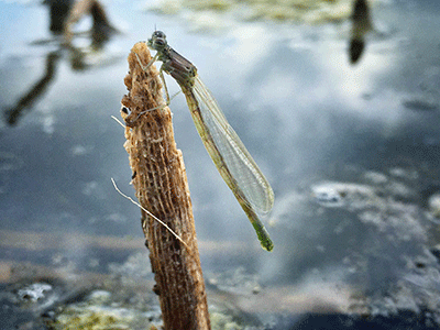 Dragonfly resting on a twig surrounded by water