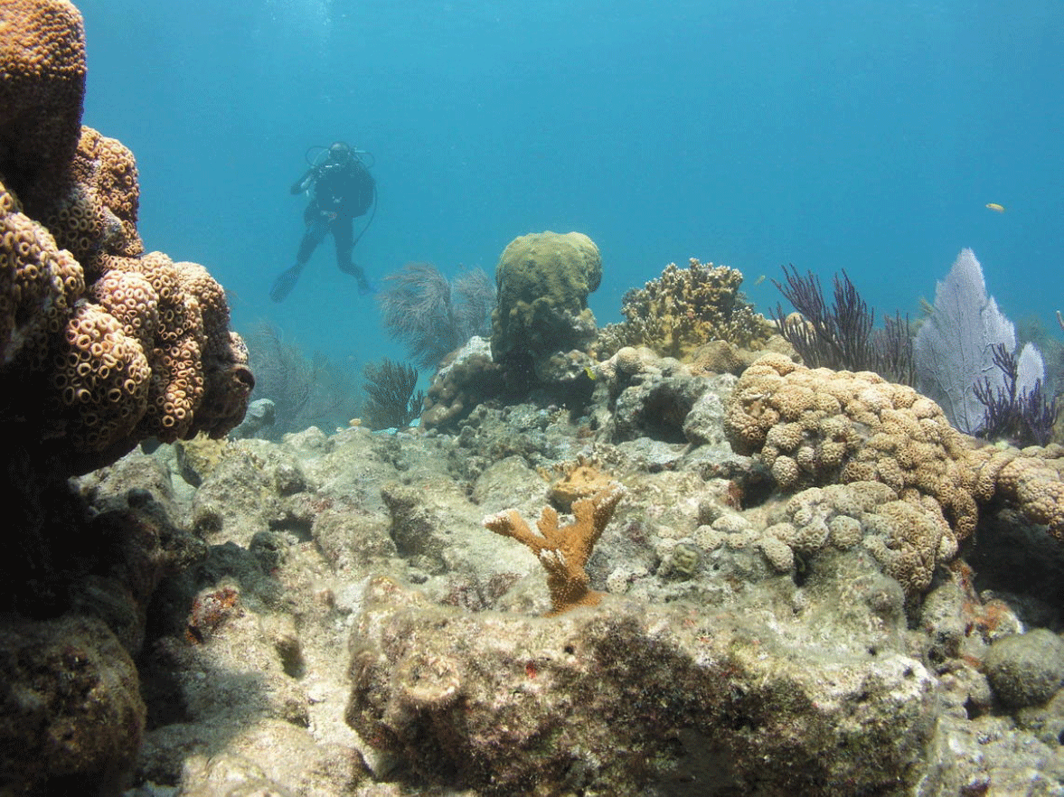 Large coral structures in the foreground with a scuba diver in the distance to the left