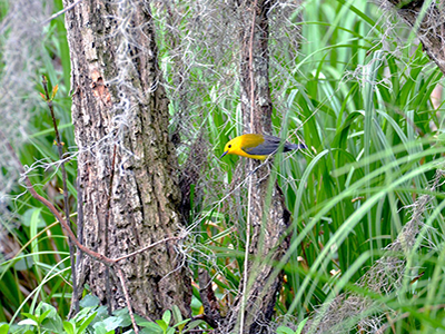 Yellow bird with grey wings perched on a small tree trunk within tall grasses