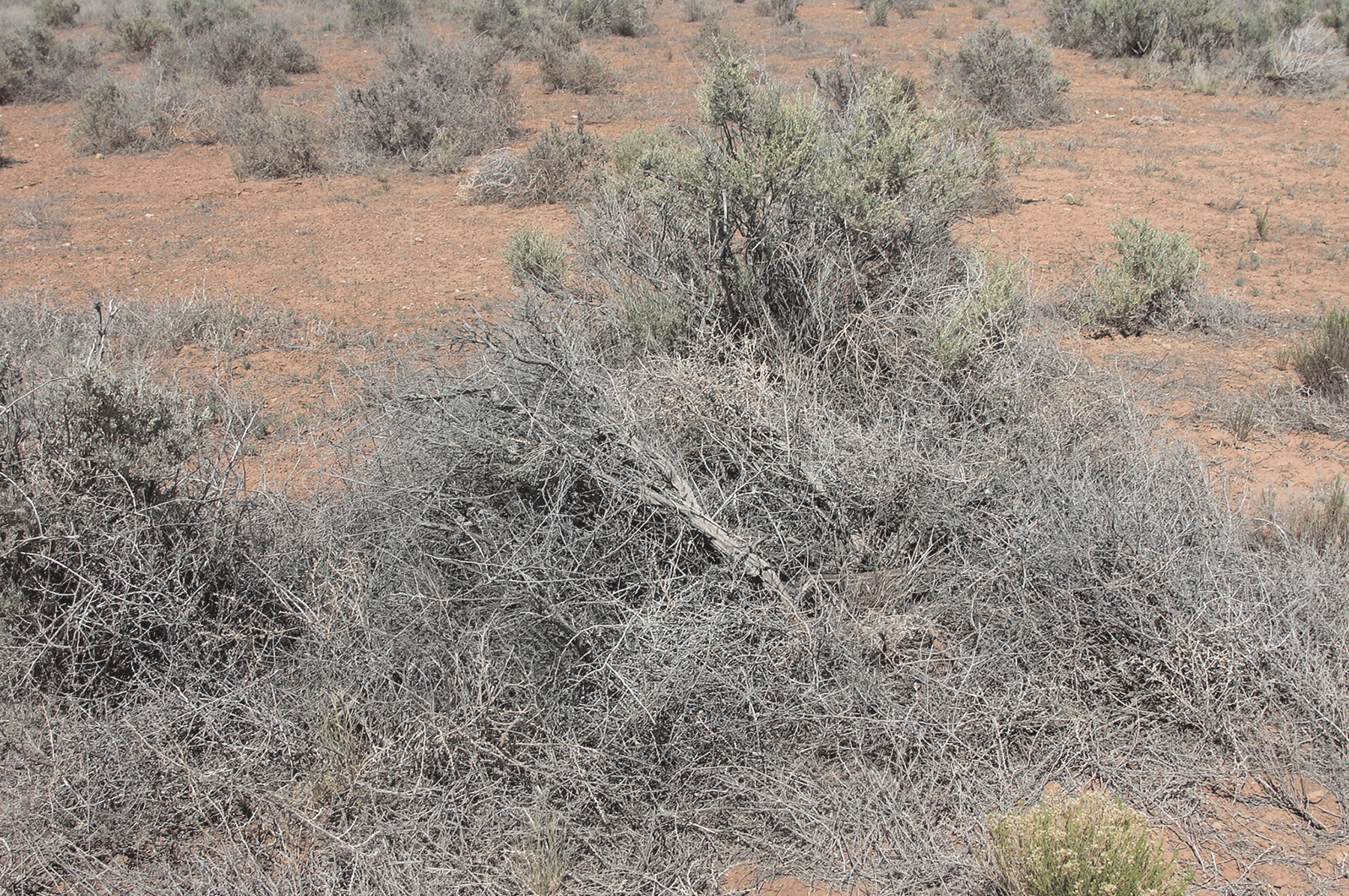  Vegetation 