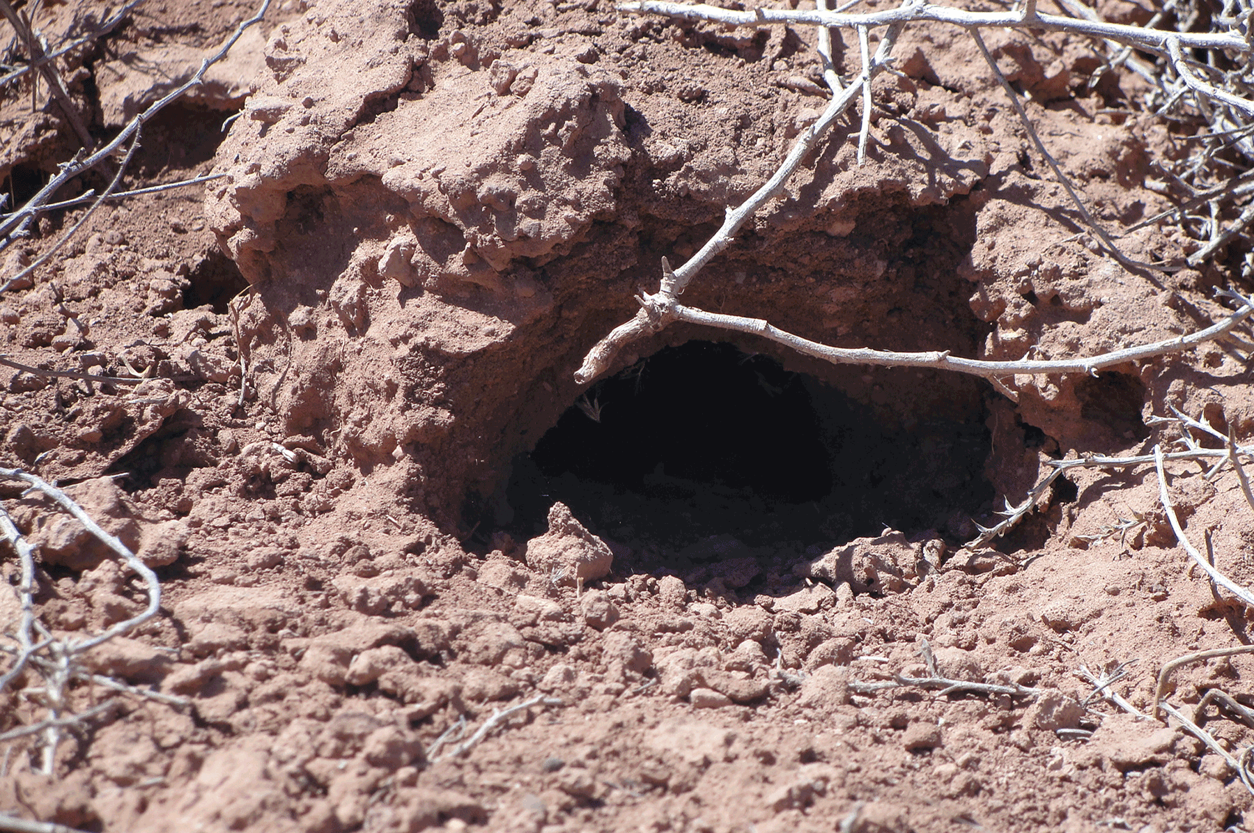 Burrow close up