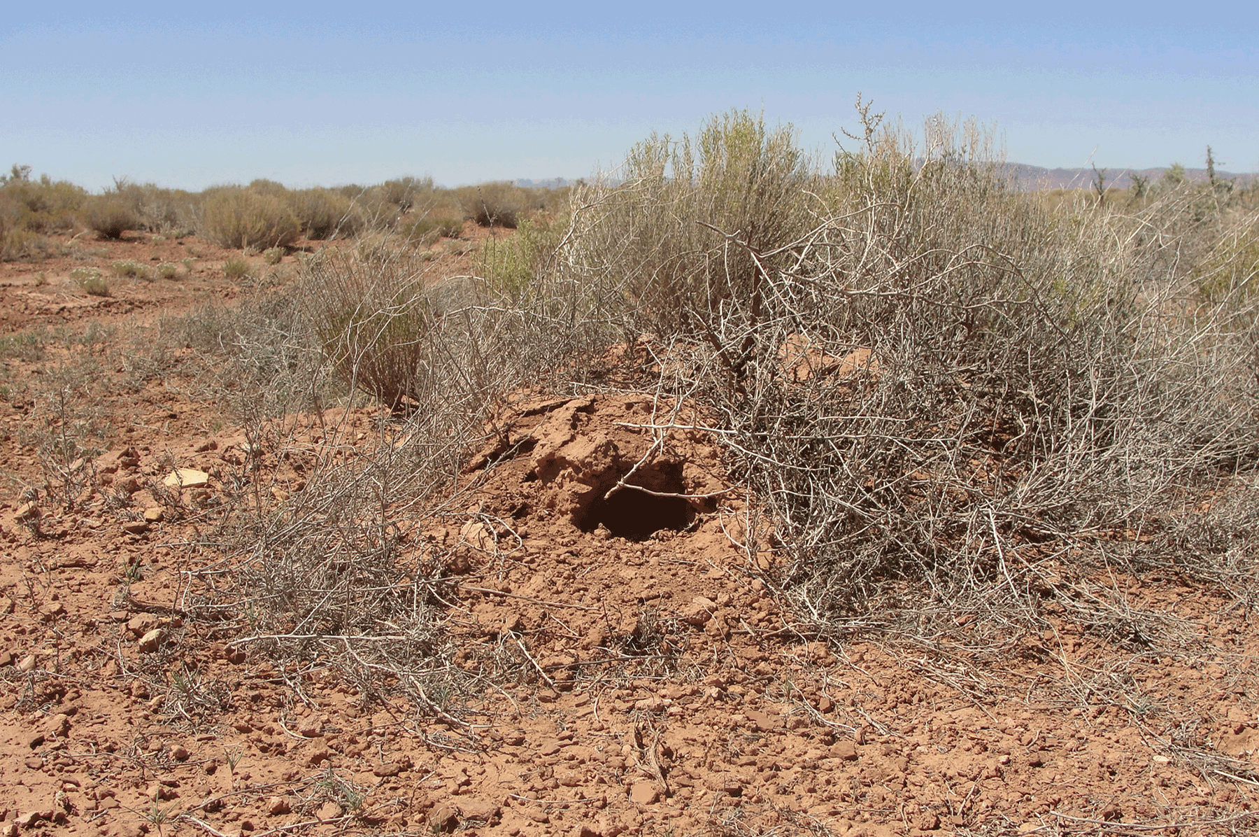 Burrow in mound