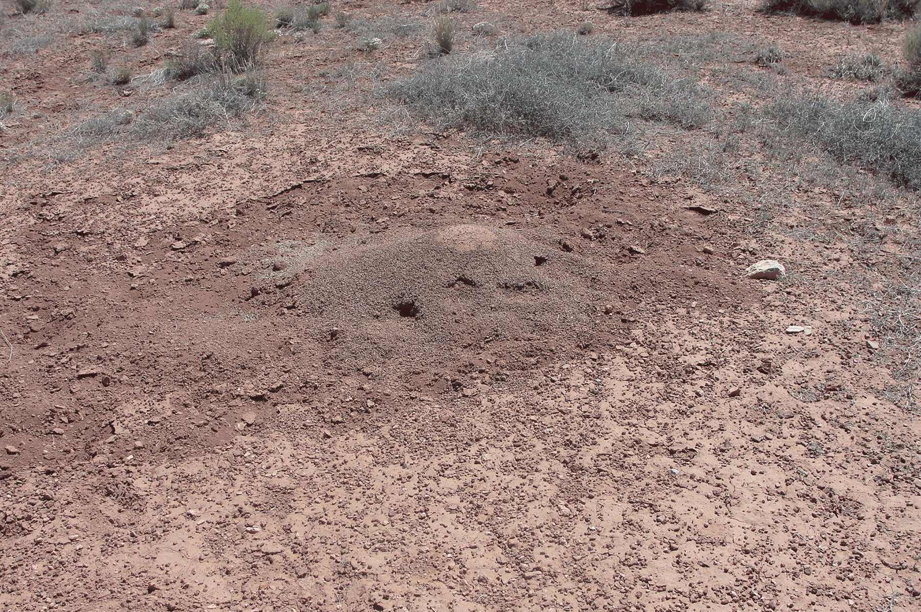 Western harvester ant hill