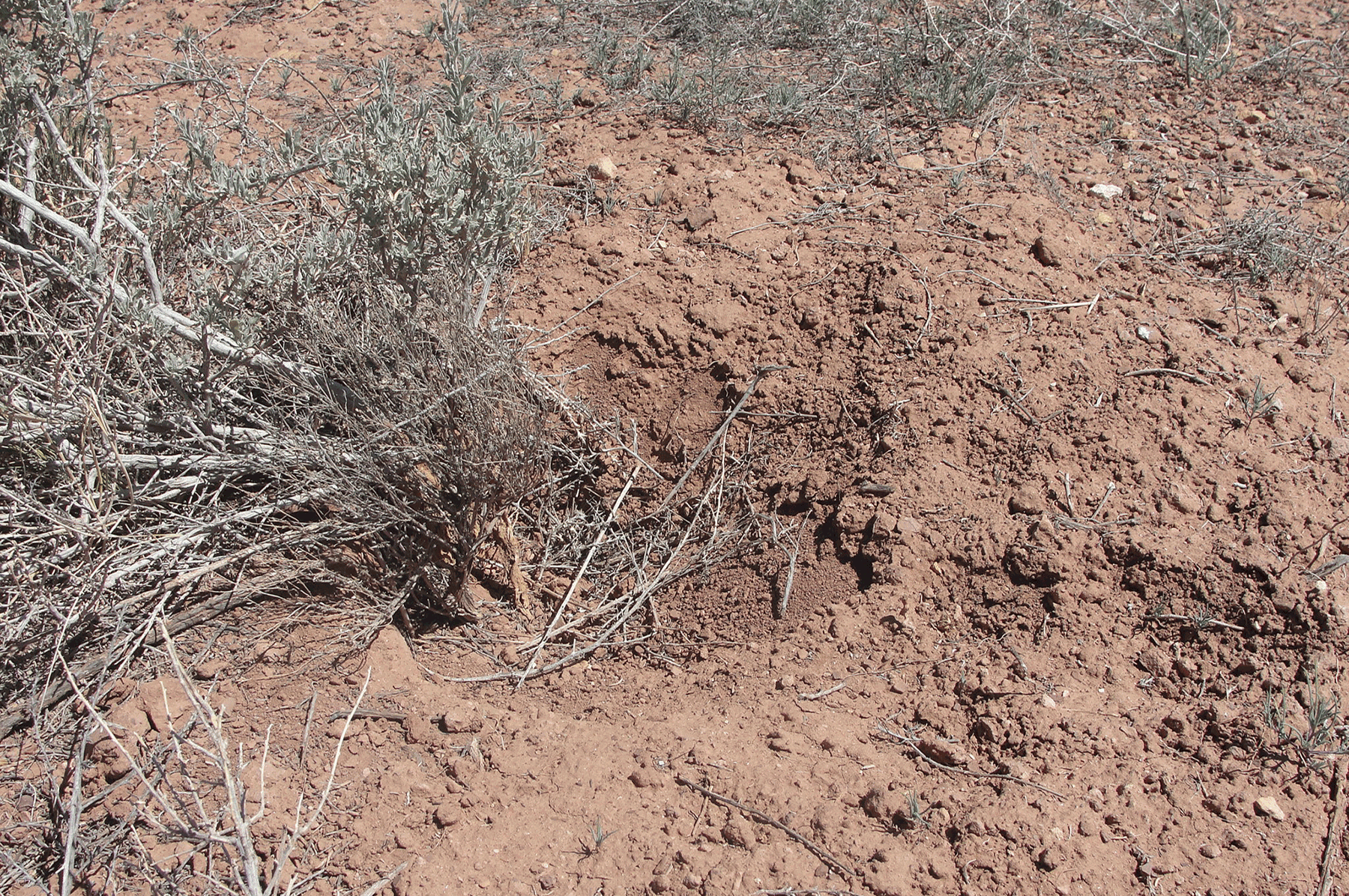  Burrow under vegetation 