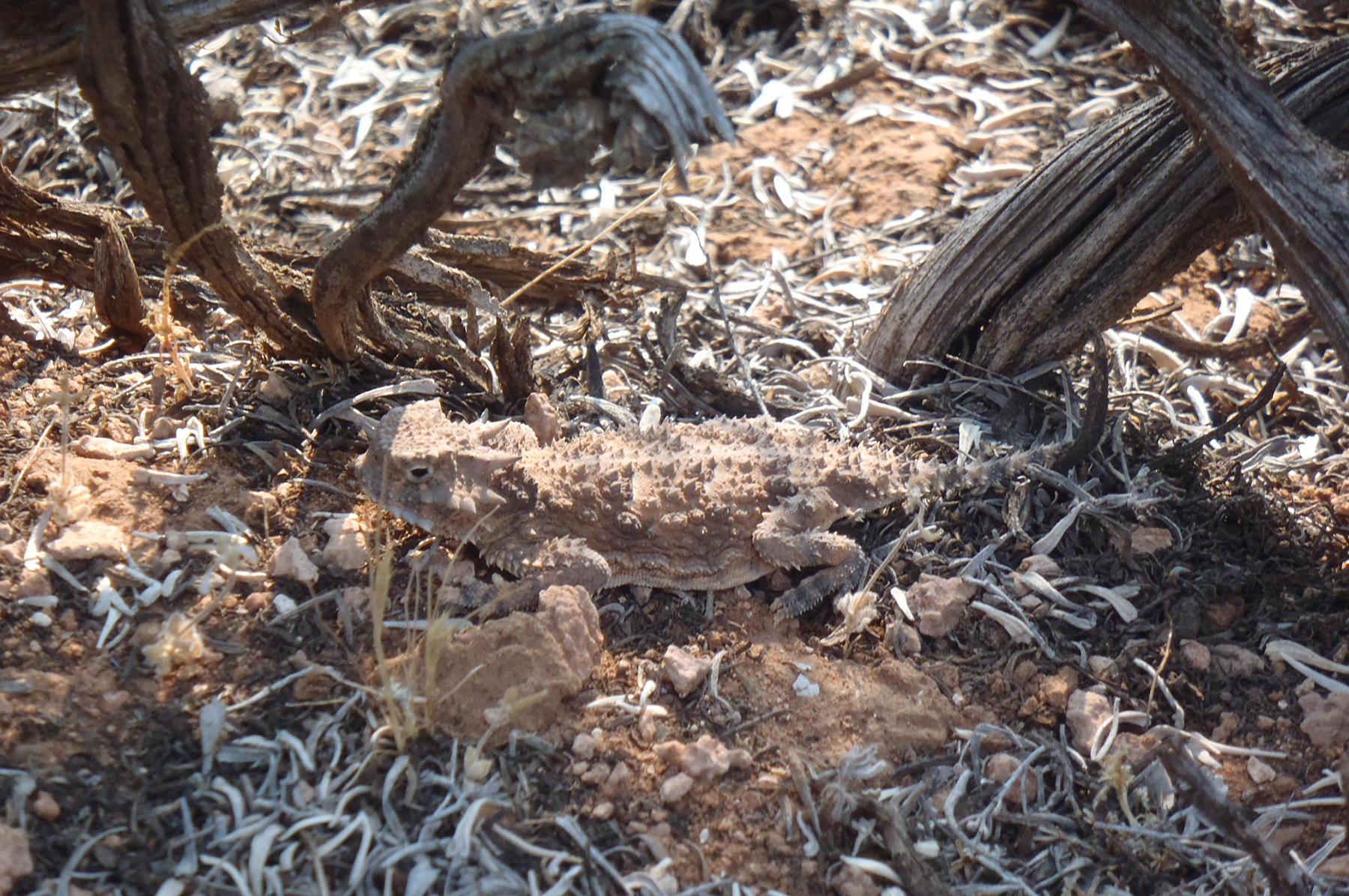 Horned toad