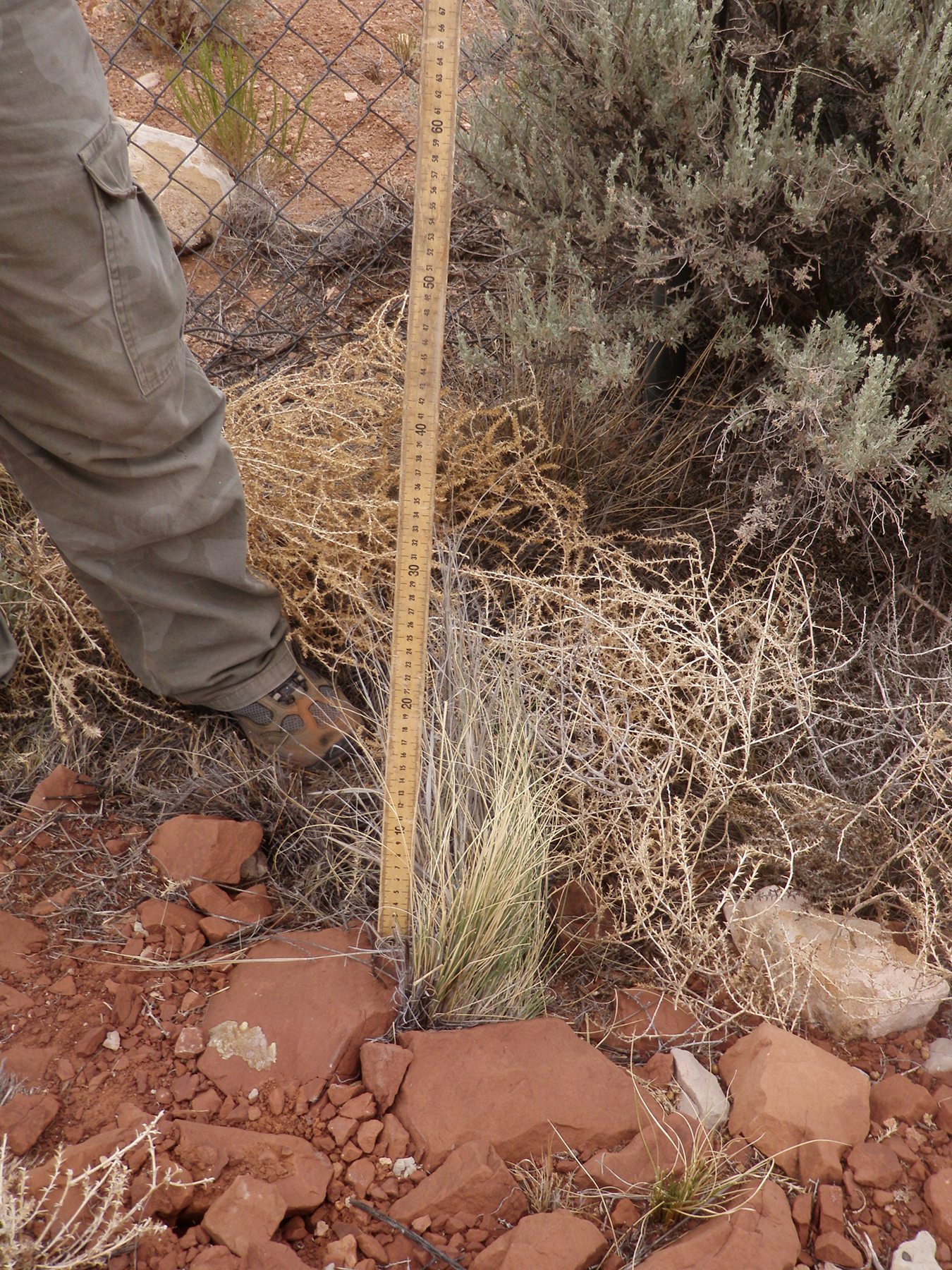  Needle and thread grass 2 