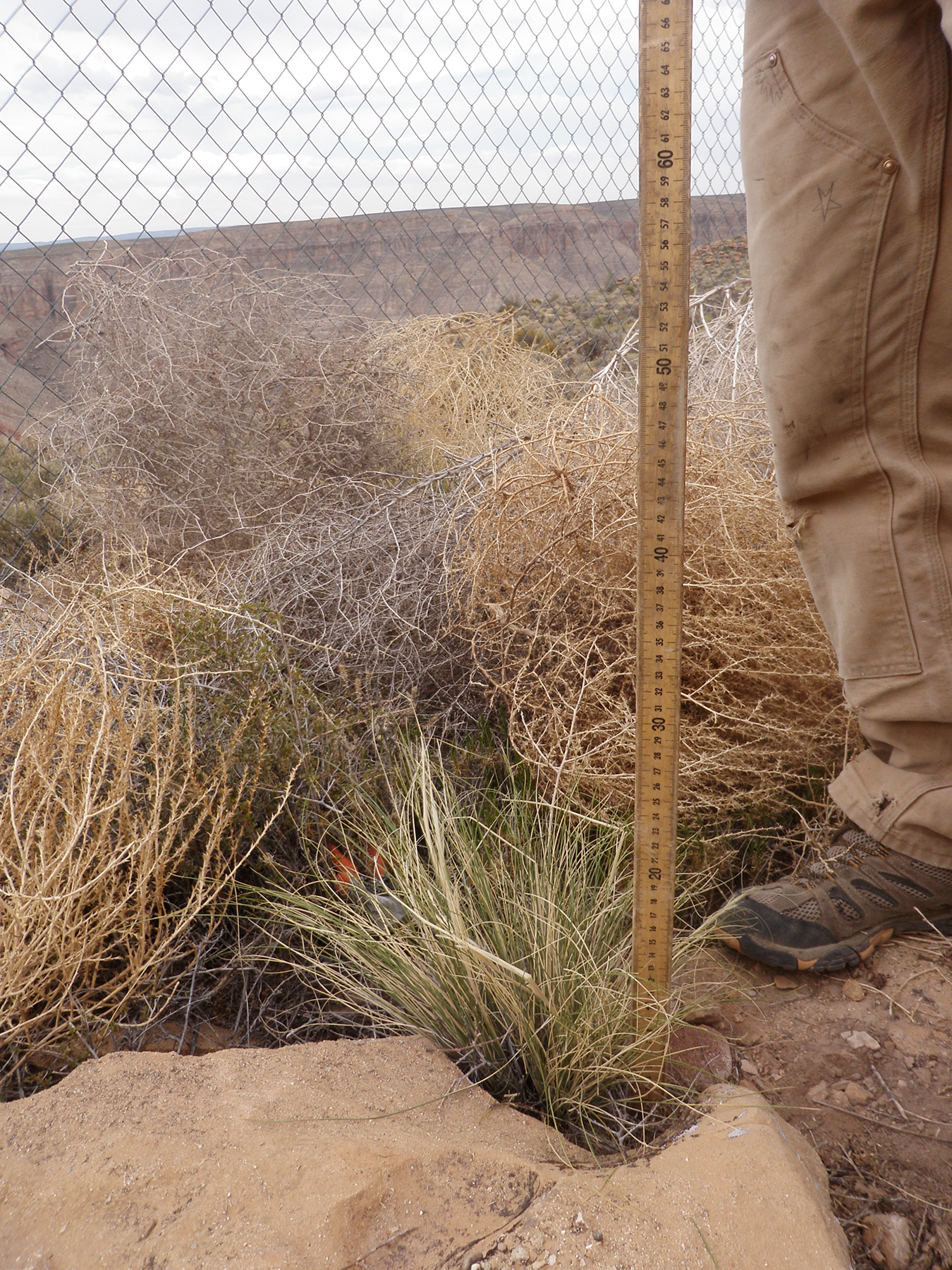  Needle and thread grass 