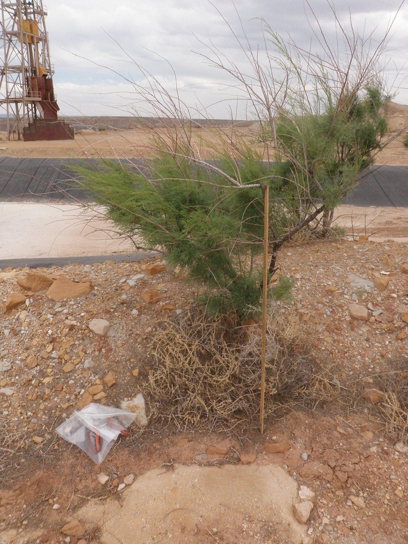  Saltcedar near Kanab 