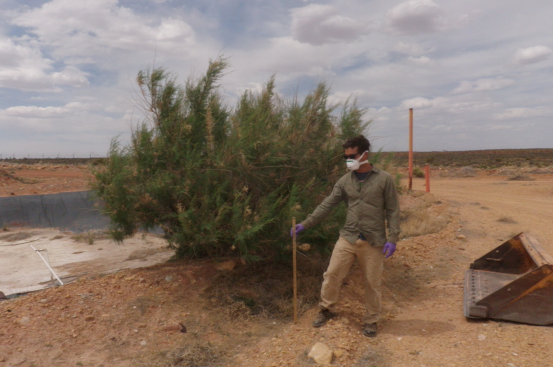  Saltcedar near Kanab 2 