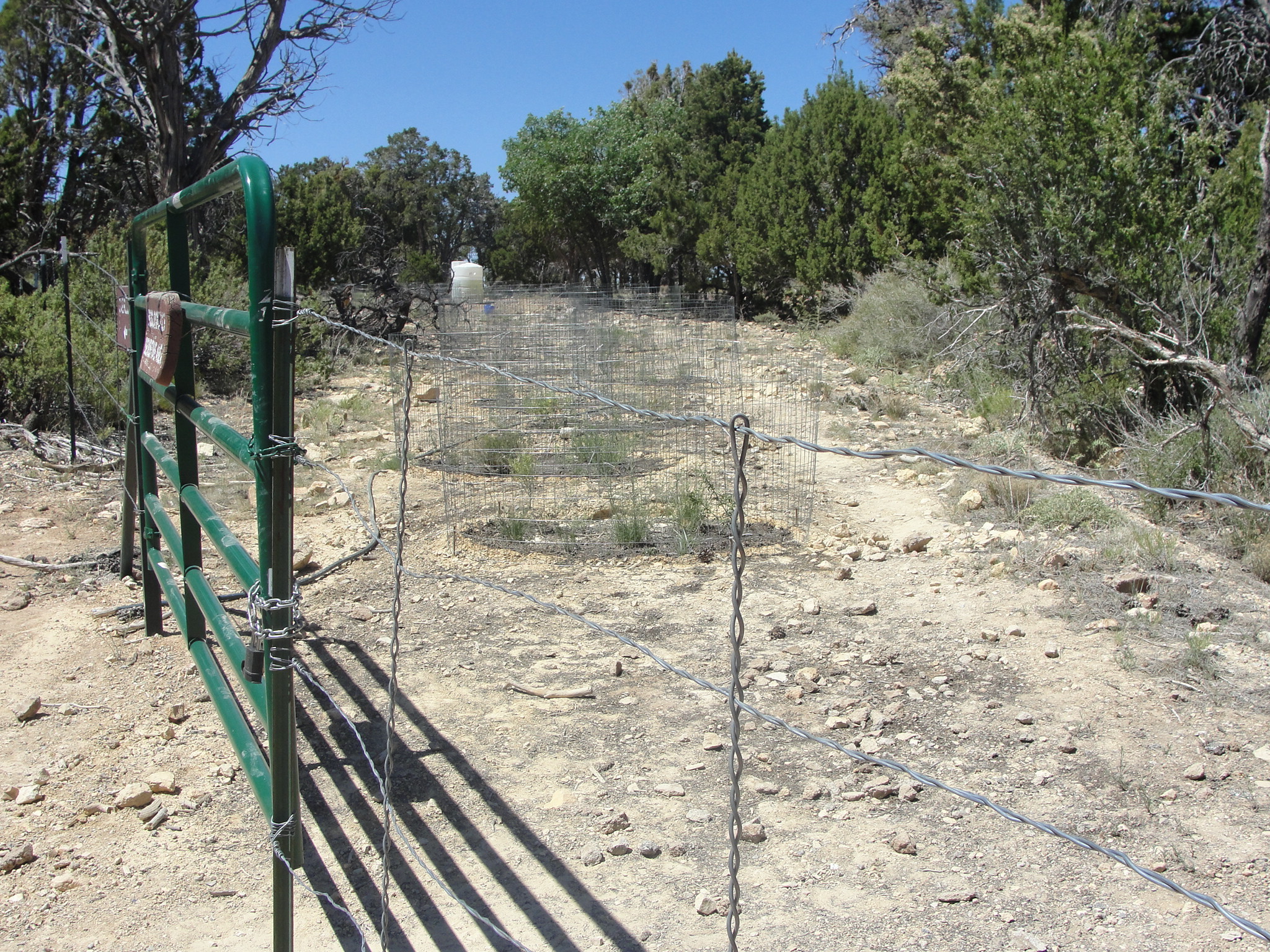  Picture of native plants being restored along a wire fence on the road to the Orphan mine. 