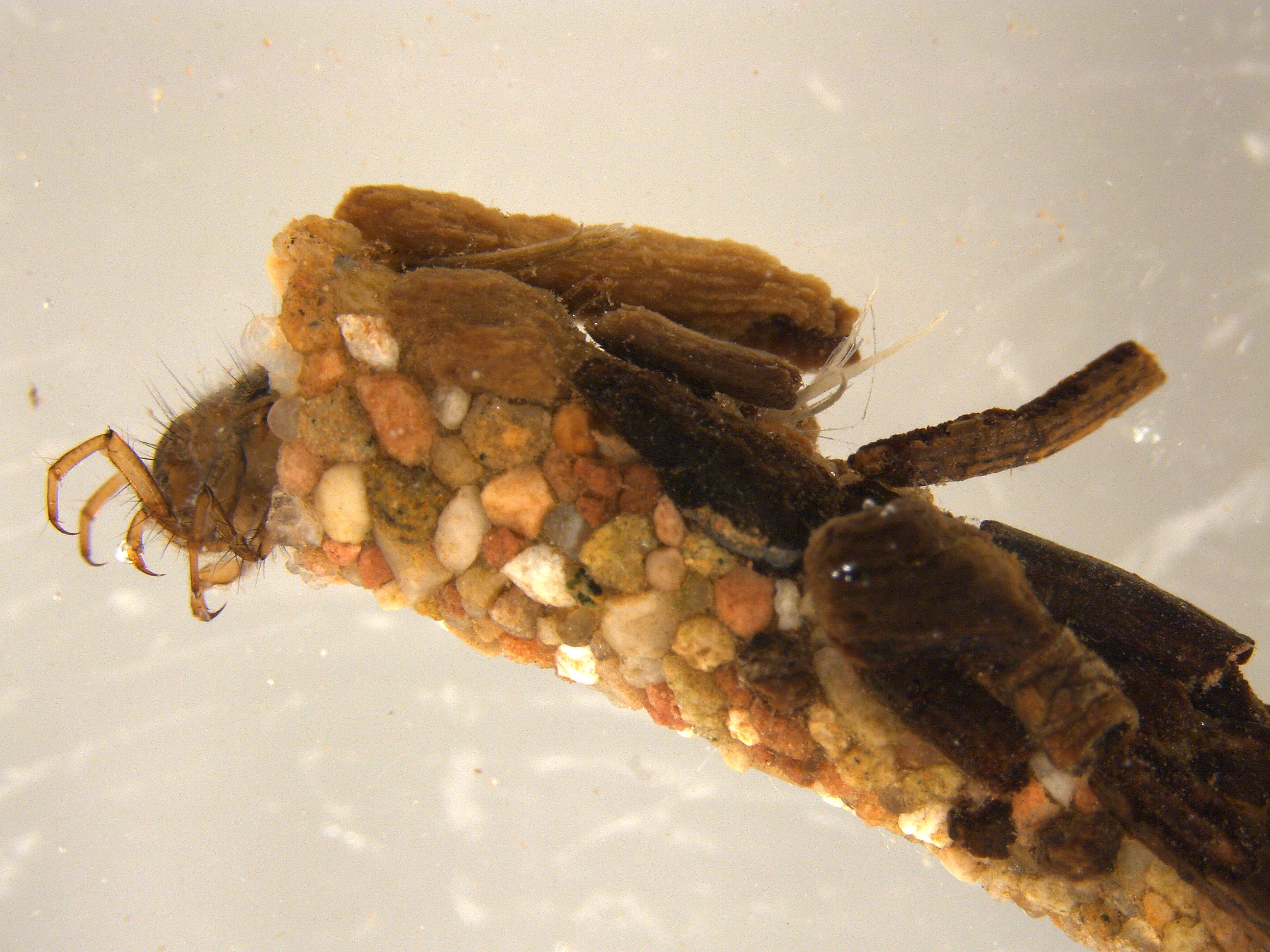  Caddisfly larvae 