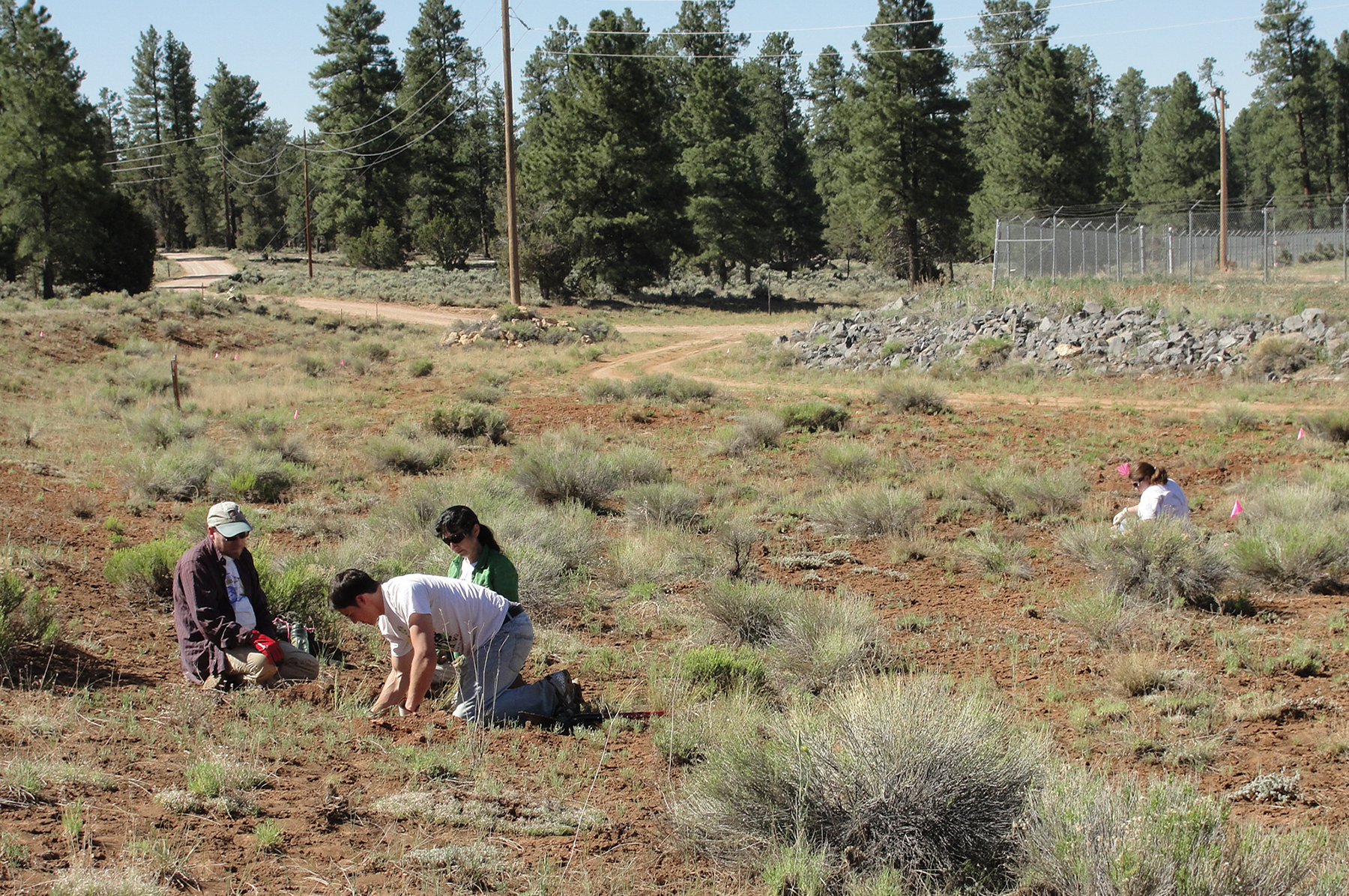  Setting gopher trap, field 