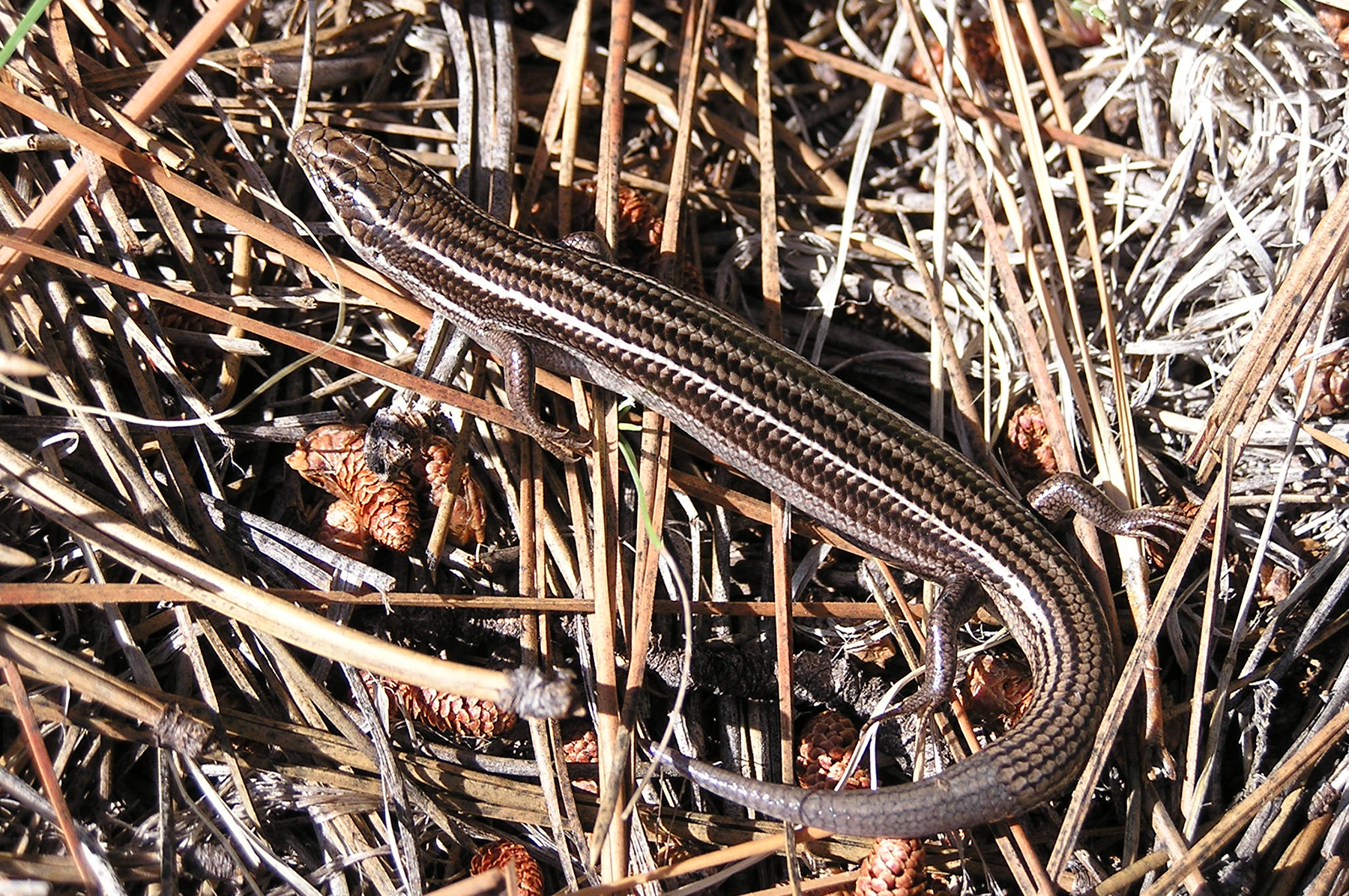  Many-lined skink 