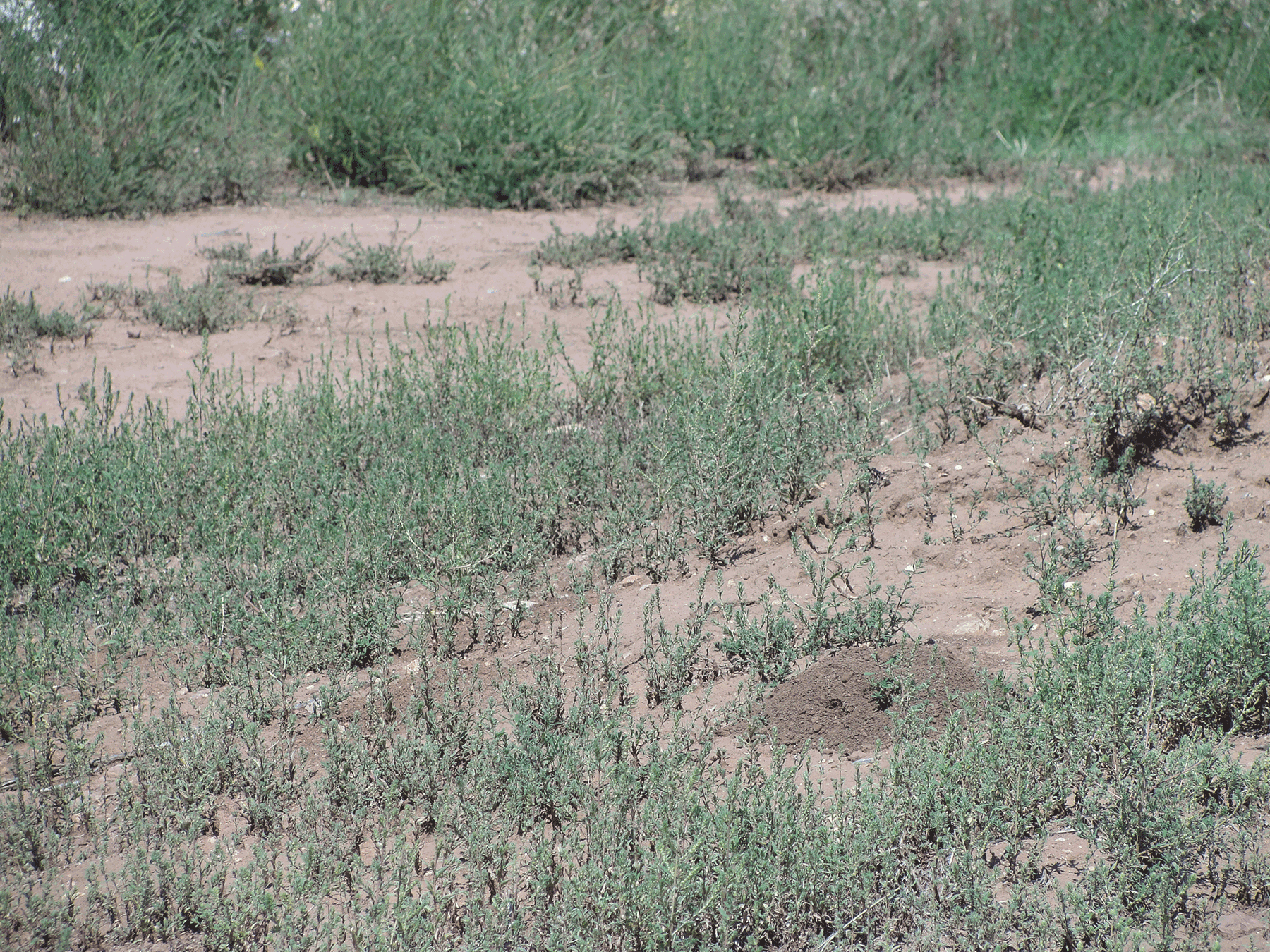  Burrow mound 
