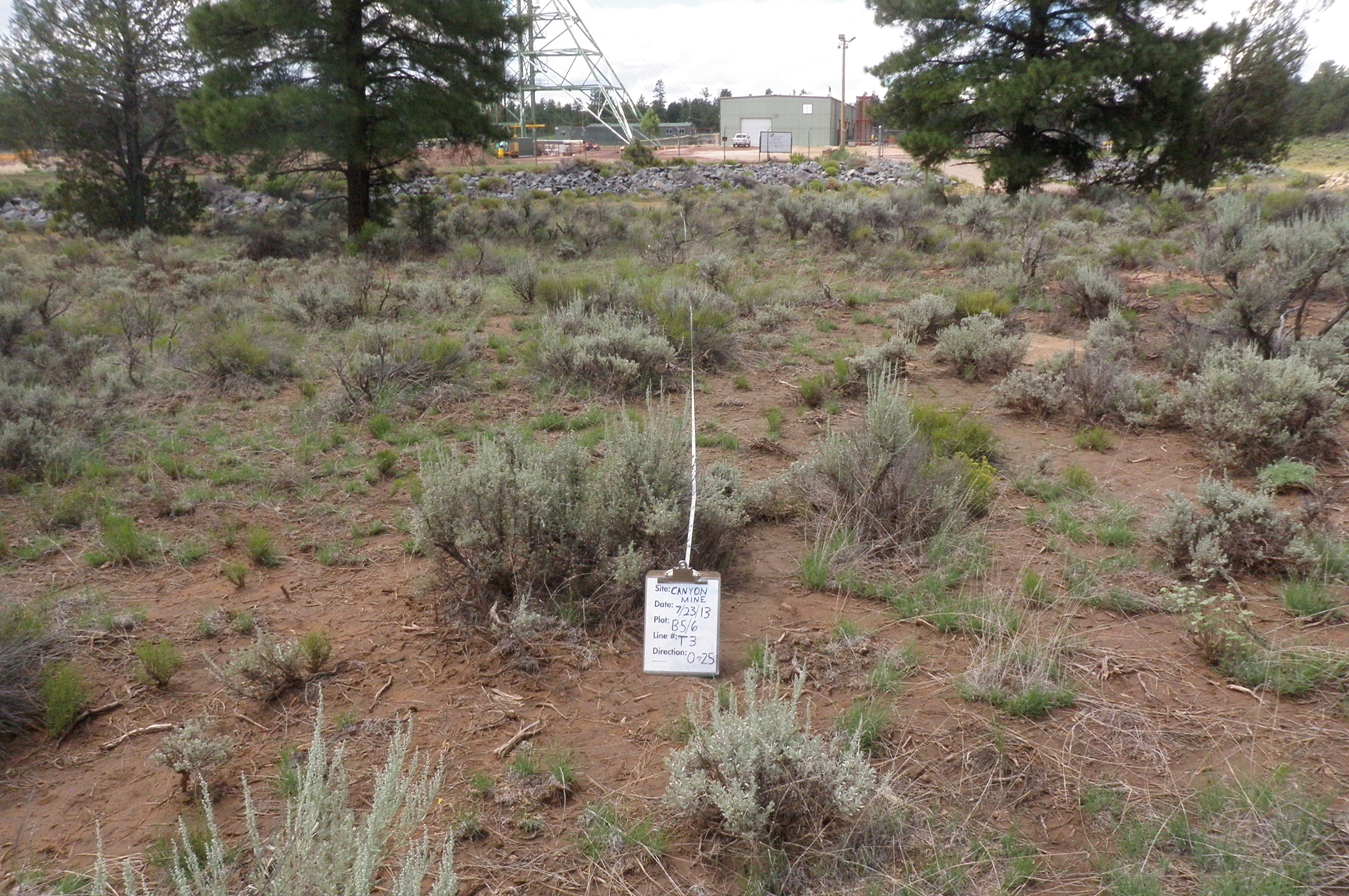  Vegetation transect, field 