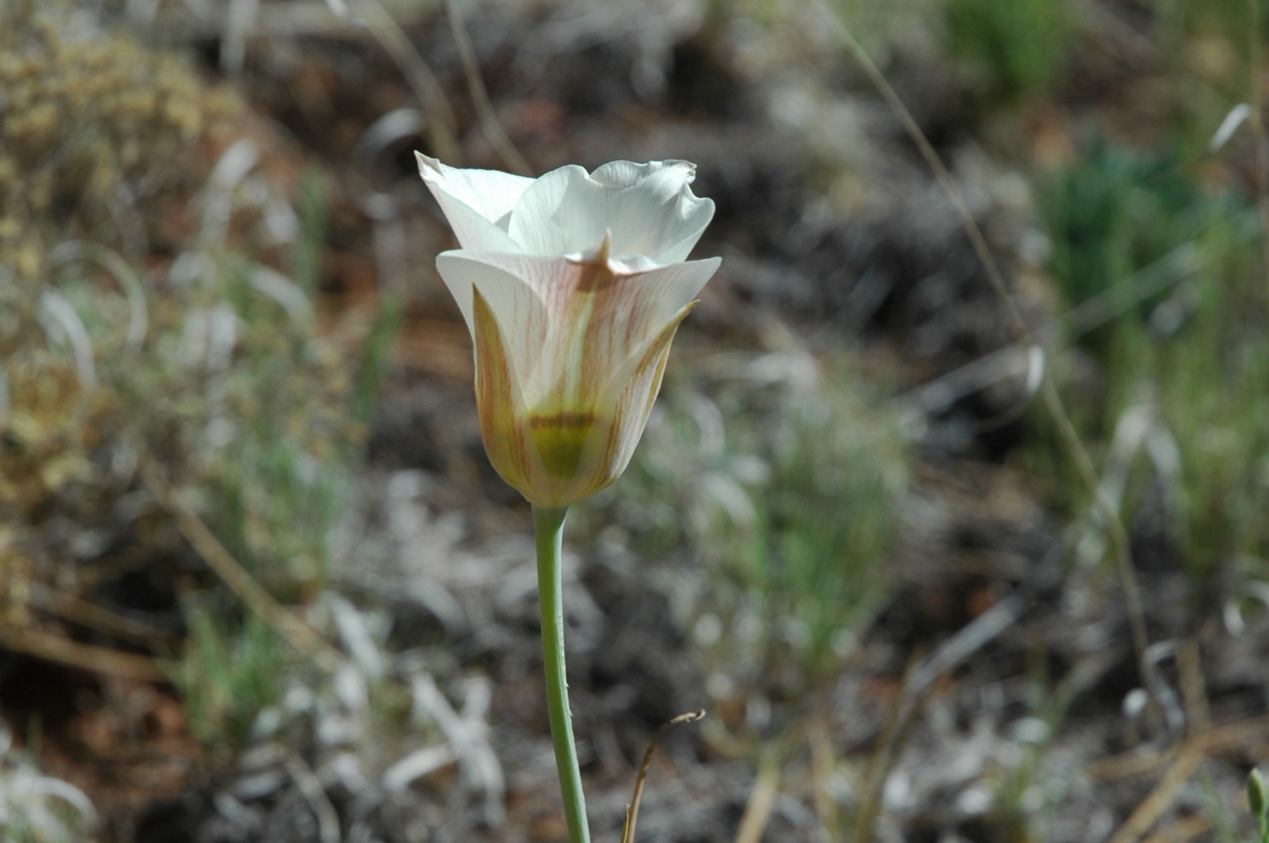  White flowers 