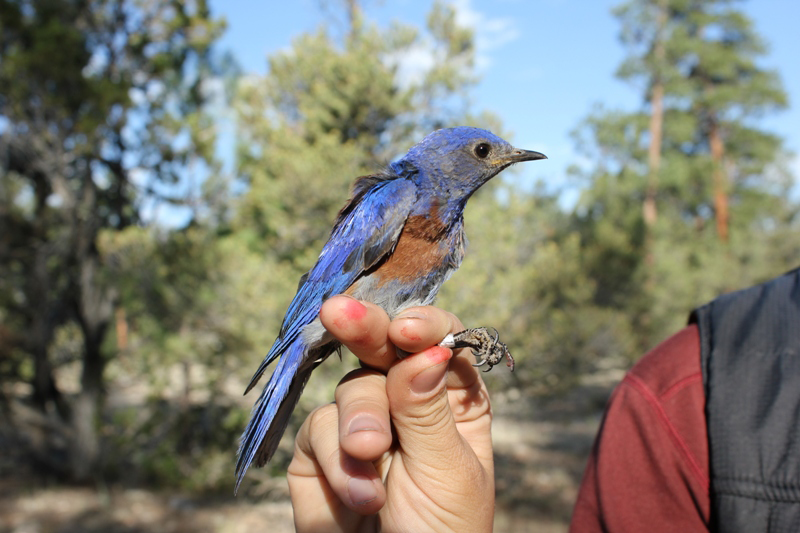  Western bluebird 