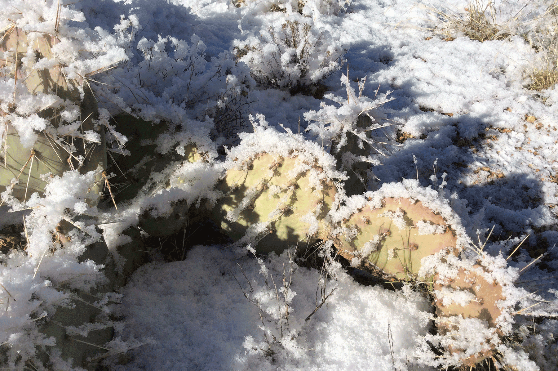  Prickly Pear and hoar frost 