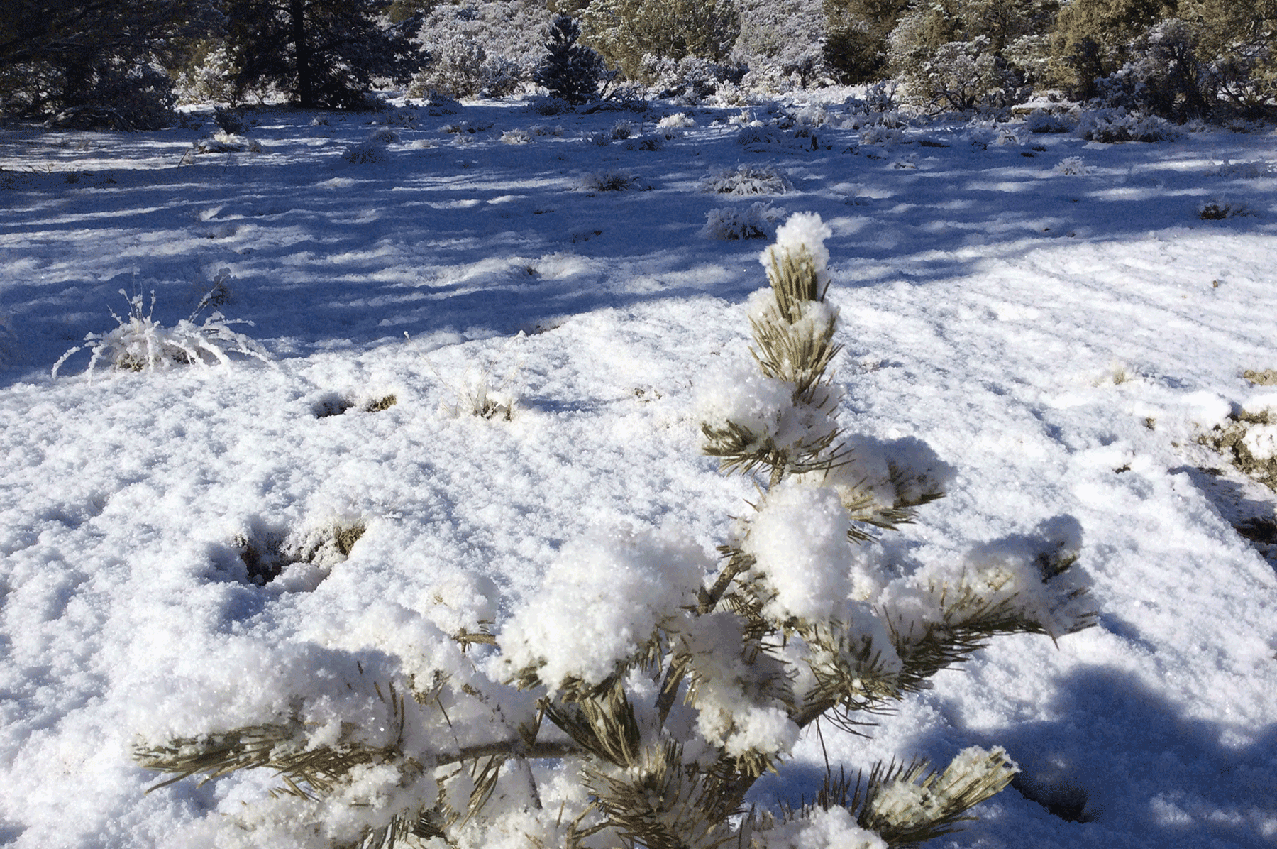 Pinyon Pine and hoar frost 