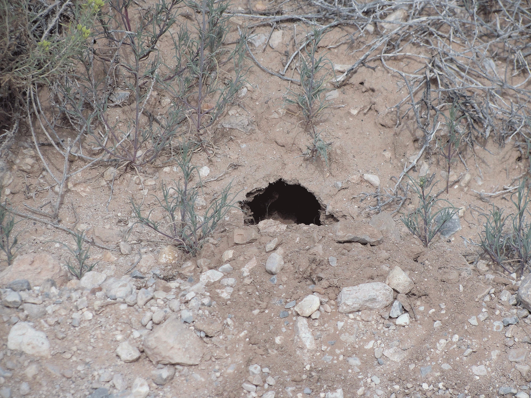  Small mammal burrow, close 