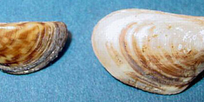 zebra mussel next to quagga mussel