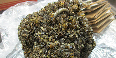 Zebra mussels covering substrate block in the foreground.   A clean (pre-deployment) substrate block is visible in the background.