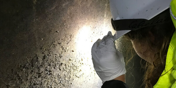 Scientist in a hard hat with a head lamp, closely inspecting the zebra mussels attached along the waterline within a drained pipeline.